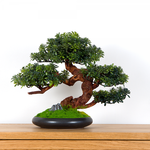 Pokojová dekorativní bonsai - crassula, výška 37 cm...