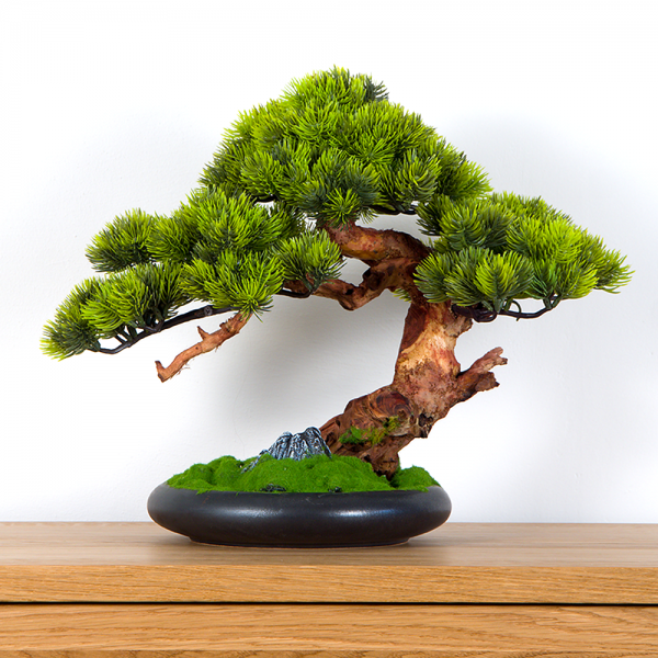 Pokojová dekorativní bonsai - borovice, výška 37 cm...