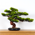 Pokojová dekorativní bonsai - Borovice (PN-5)