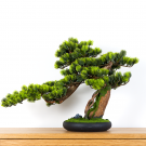 Pokojová dekorativní bonsai - Borovice (PN-12)