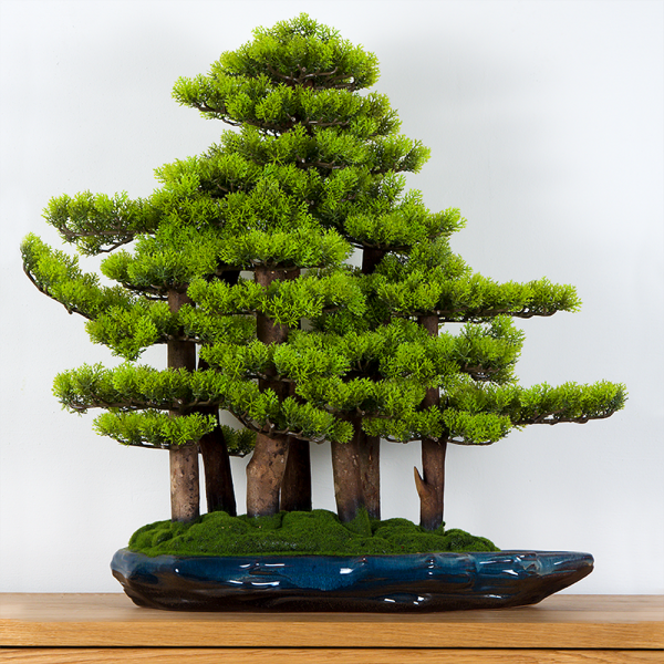 Pokojová dekorativní bonsai - borovicový les  (PN-74)