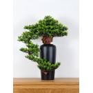 Pokojová dekorativní bonsai ve váze - Borovice (PN-20)