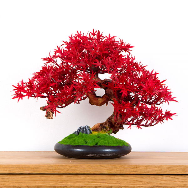 Pokojová dekorativní bonsai - javor, výška 37 cm...